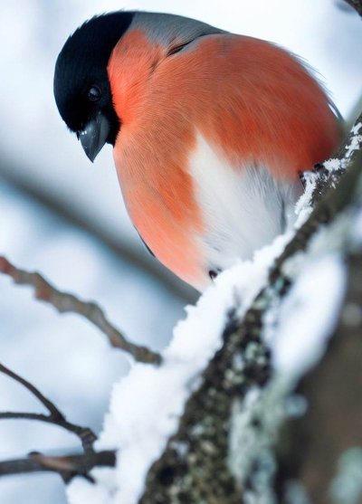 Снегирь обыкновенный pyrrhula pyrrhula