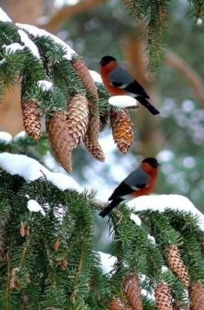 Снегири зимой