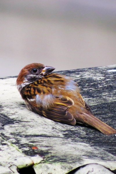 Птица лежит