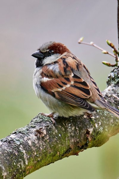 Как видит Воробей