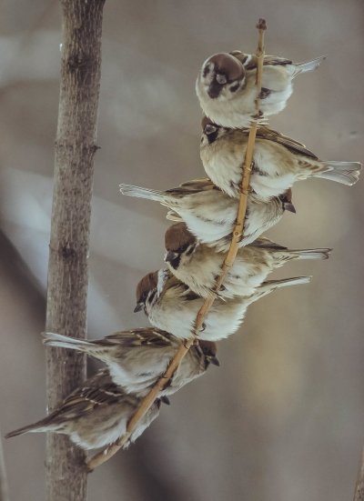 Воробей на ветке