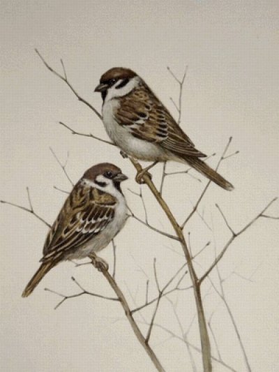 Птица рисунок