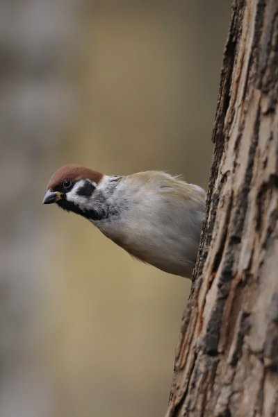 Тегиворобьи