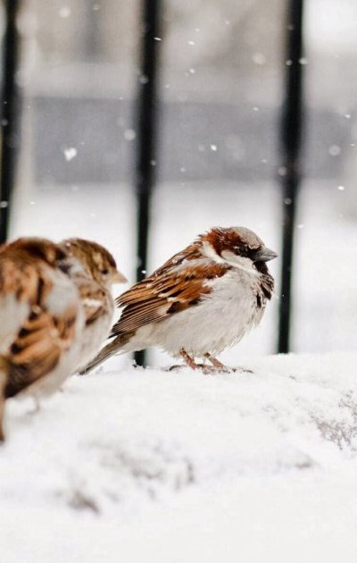 Воробей зимой