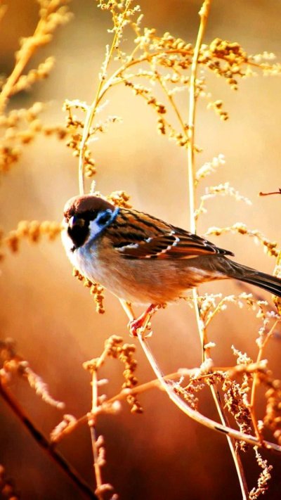 Красивые птицы