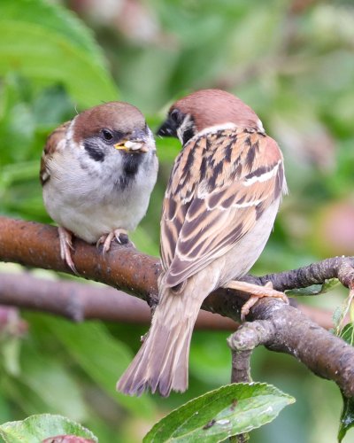 Полевой Воробей