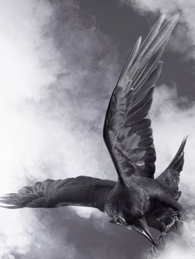 Полет ворона