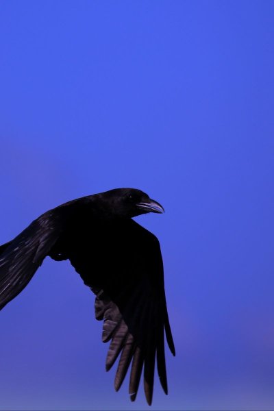 Ворон птица