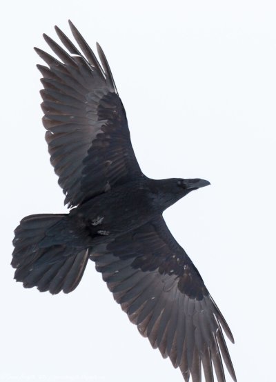 Размах крыльев ворона