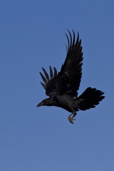 Ворон в полете