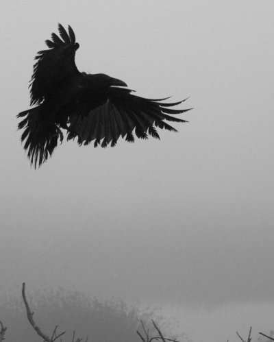 Эстетика Воронов