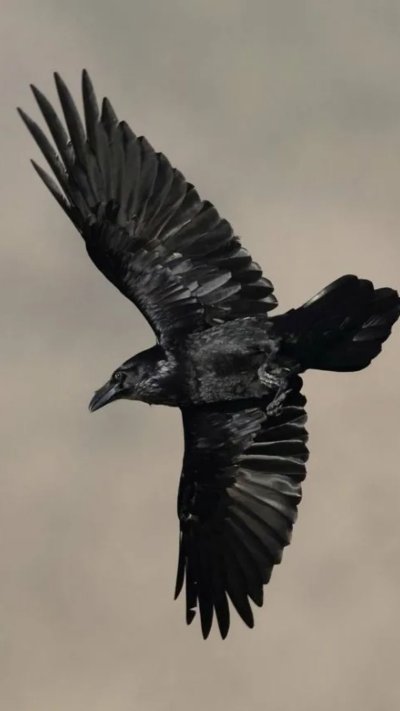 Размах крыльев ворона