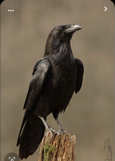 Тотем ворон