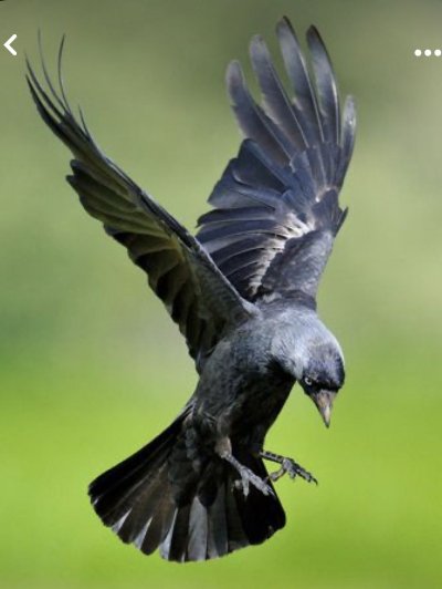 Галка птица в полёте