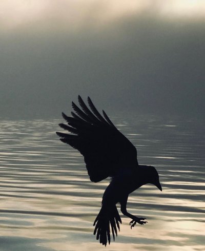 Черная птица 2022