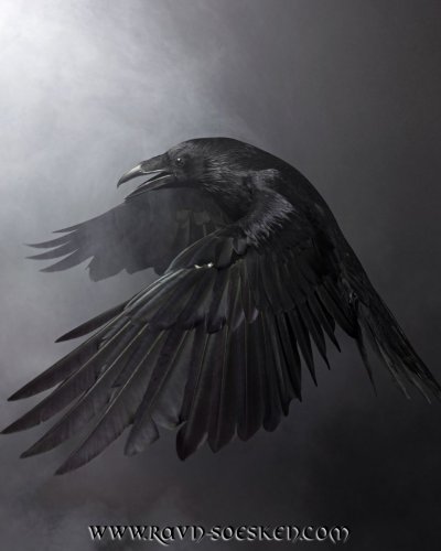 Ворон с расправленными крыльями арт