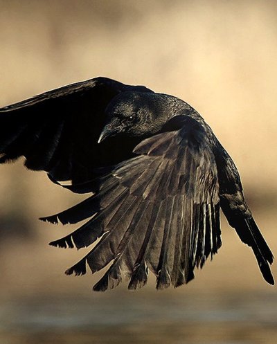 Размах крыльев ворона