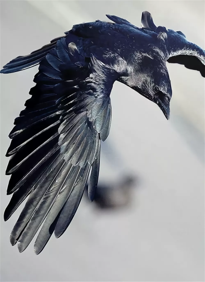 Размах крыльев ворона