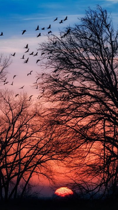 Птицы на рассвете