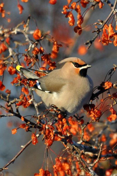 Осень птицы