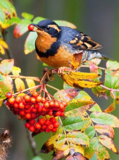 Осенние птицы