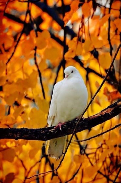 Осень птицы