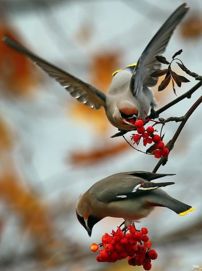 Свиристель на рябине