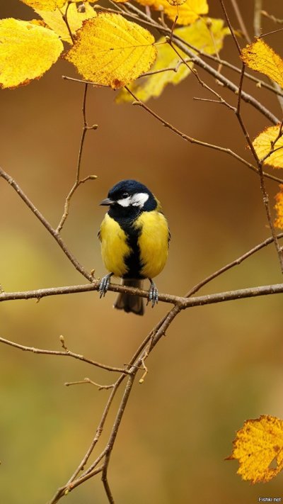 Осенние птицы