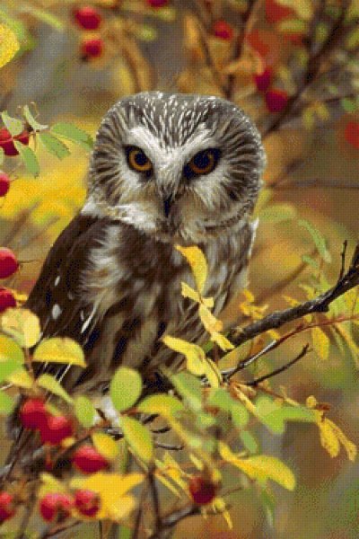 Красивая Сова