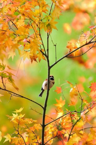 Птицы осенью