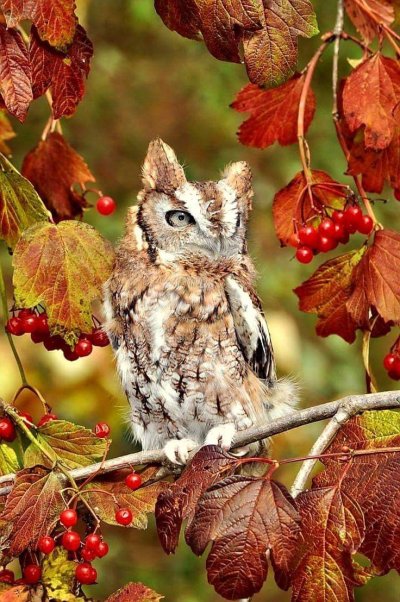 Сова осень