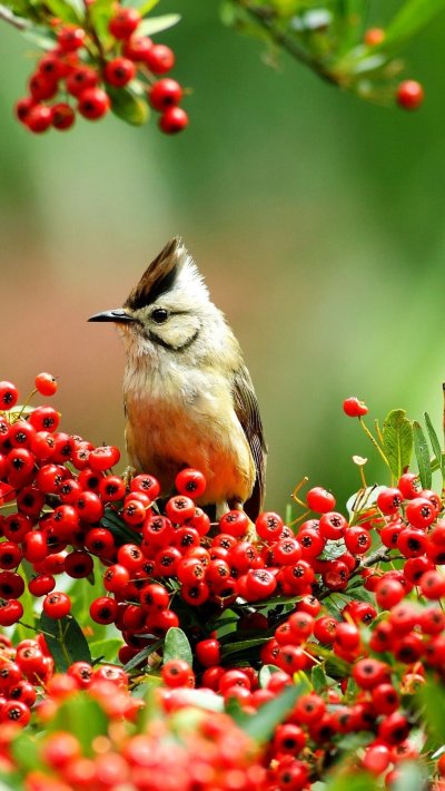 Природа птицы