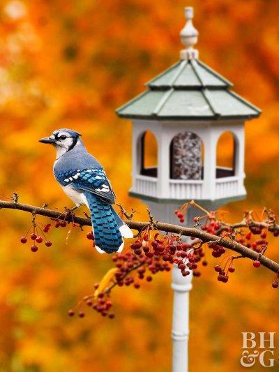 Красивые осенние птицы