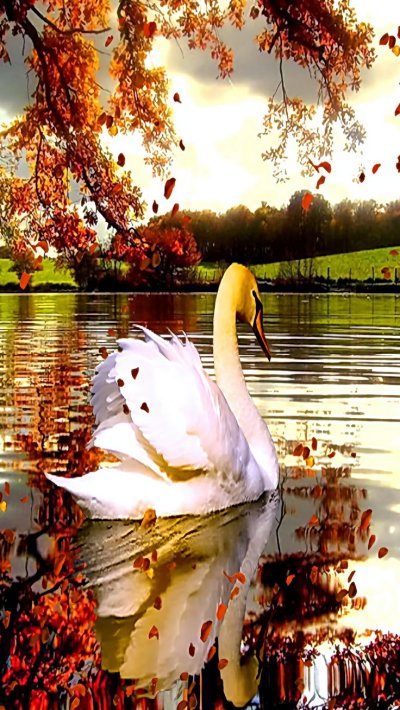 Красивая природа с лебедями