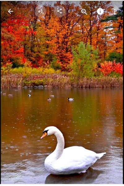 Екатерининский парк осень озеро лебеди