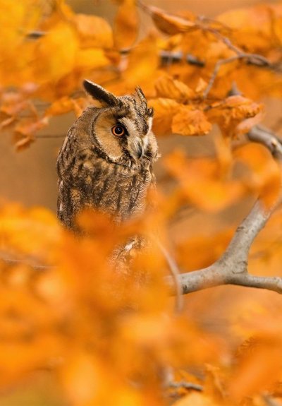 Животные осенью