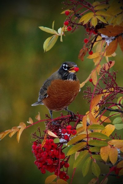 Осенние птицы