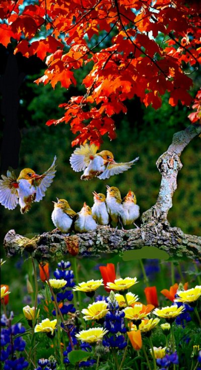 Красивые птички