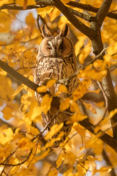 Ушастая Сова осень