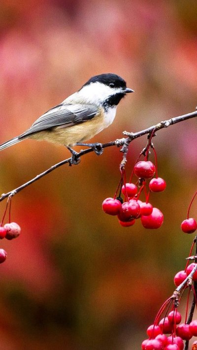 Красивые птицы