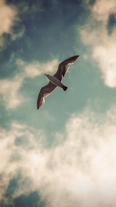 Птицы в небе