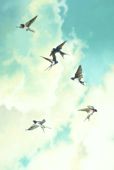 Птицы в небе