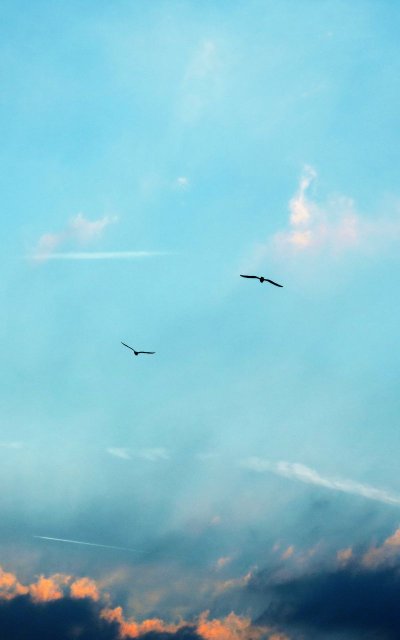 Птицы в небе