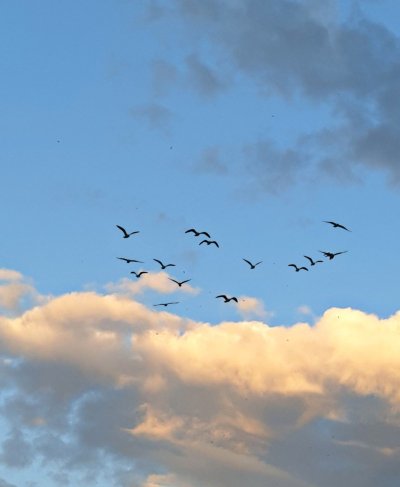 Птицы в небе