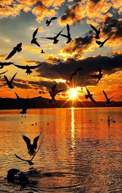 Море закат птицы