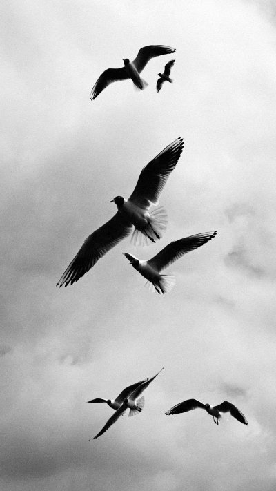 Птицы в небе