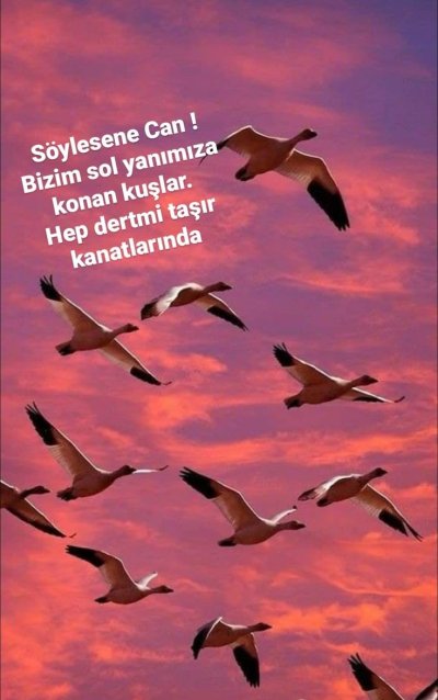 Птицы в небе