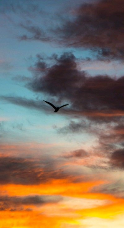 Птицы в небе