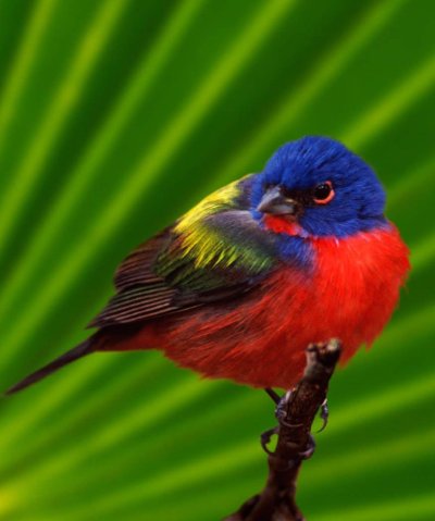 Зелёный овсянковый Кардинал