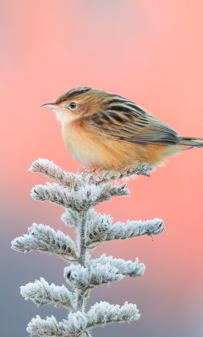 Зяблик Юрок